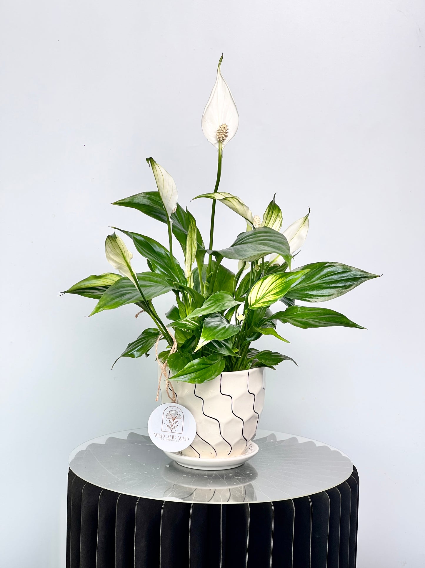Spathiphyllum wallisii Wed and Wed Flowers LLC