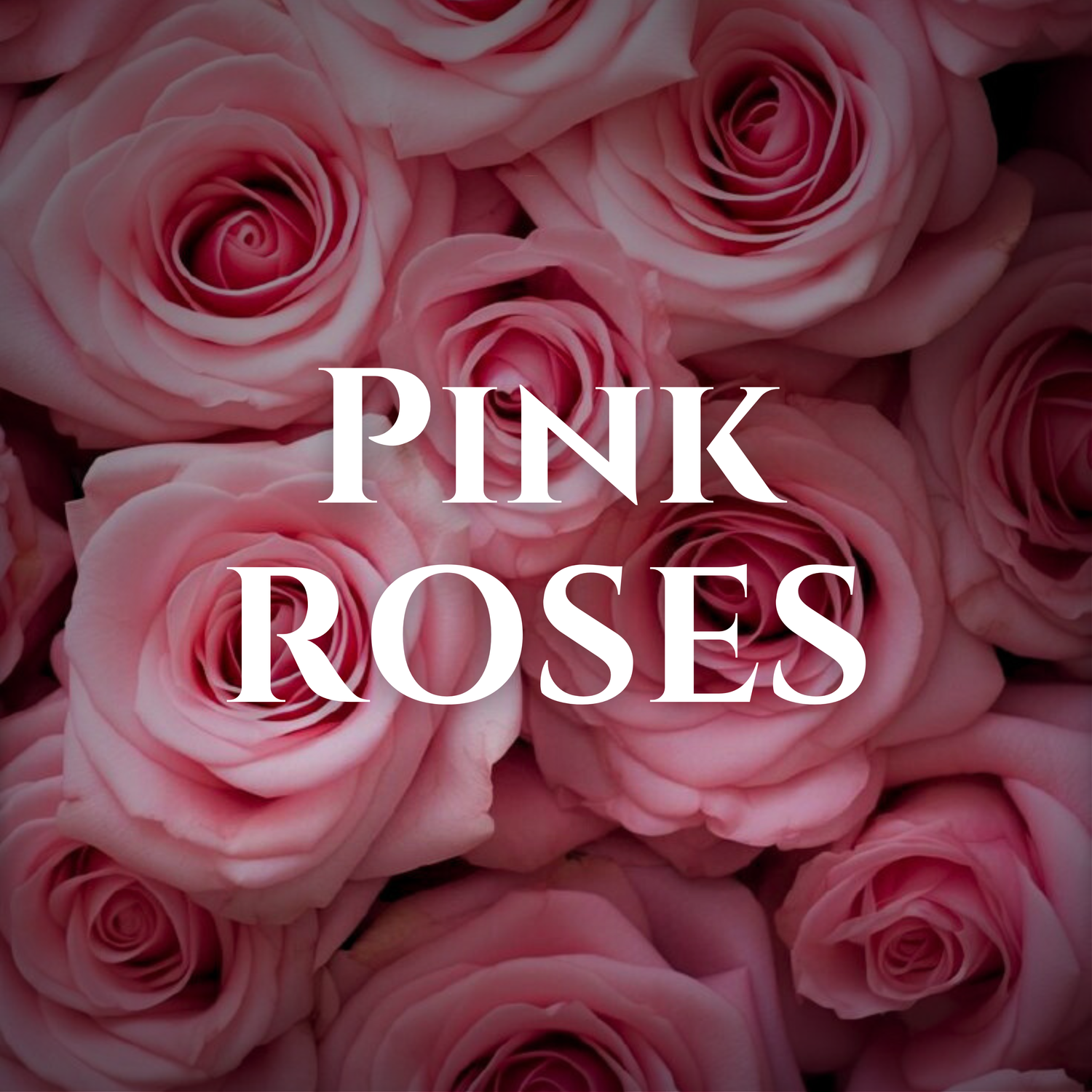 Pink Roses