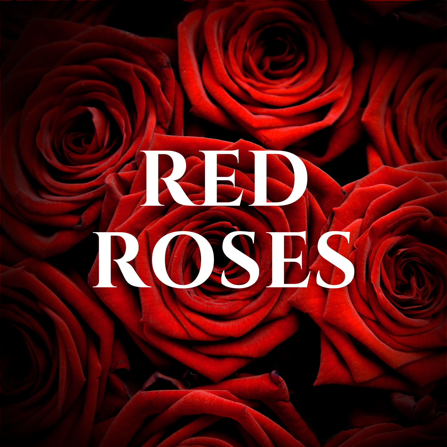 Red Roses