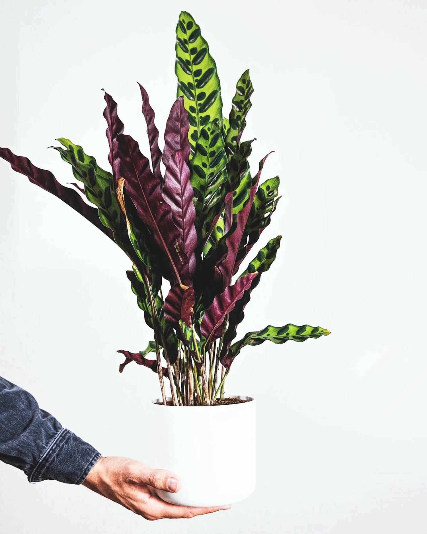 Plants