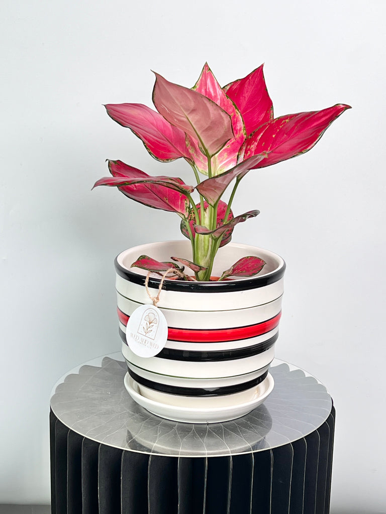 Aglaonema Red Indoor Plant Wed and Wed Flowers LLC