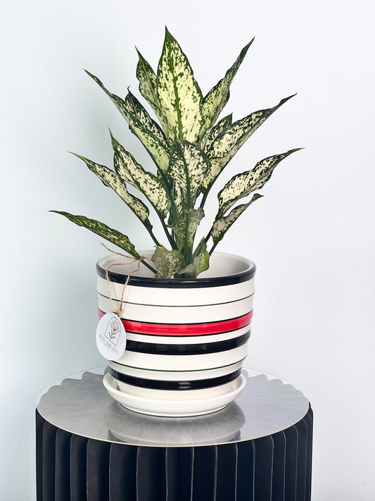 Aglaonema White Indoor Plant Wed and Wed Flowers LLC