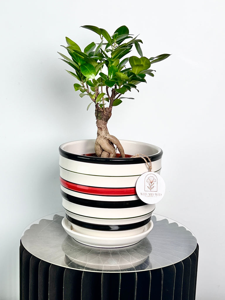 Ficus Ginseng Wed and Wed Flowers LLC