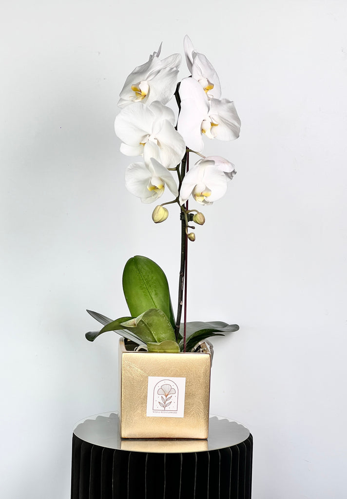 Phalaenopsis Plant - Orcid Wed and Wed Flowers LLC