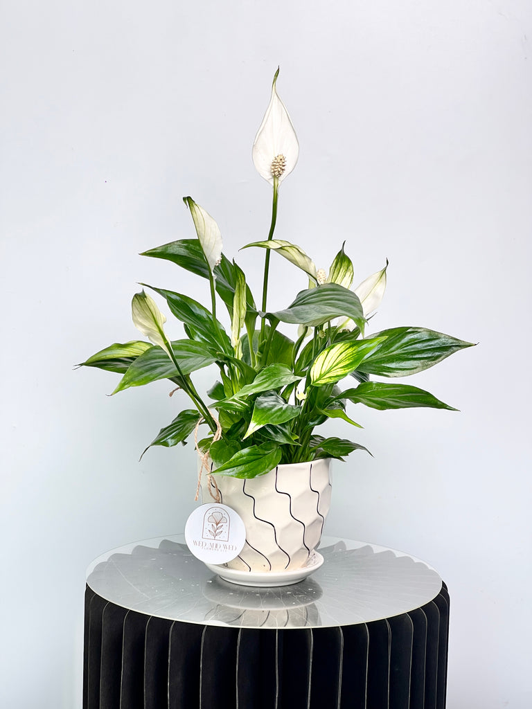 Spathiphyllum wallisii Wed and Wed Flowers LLC